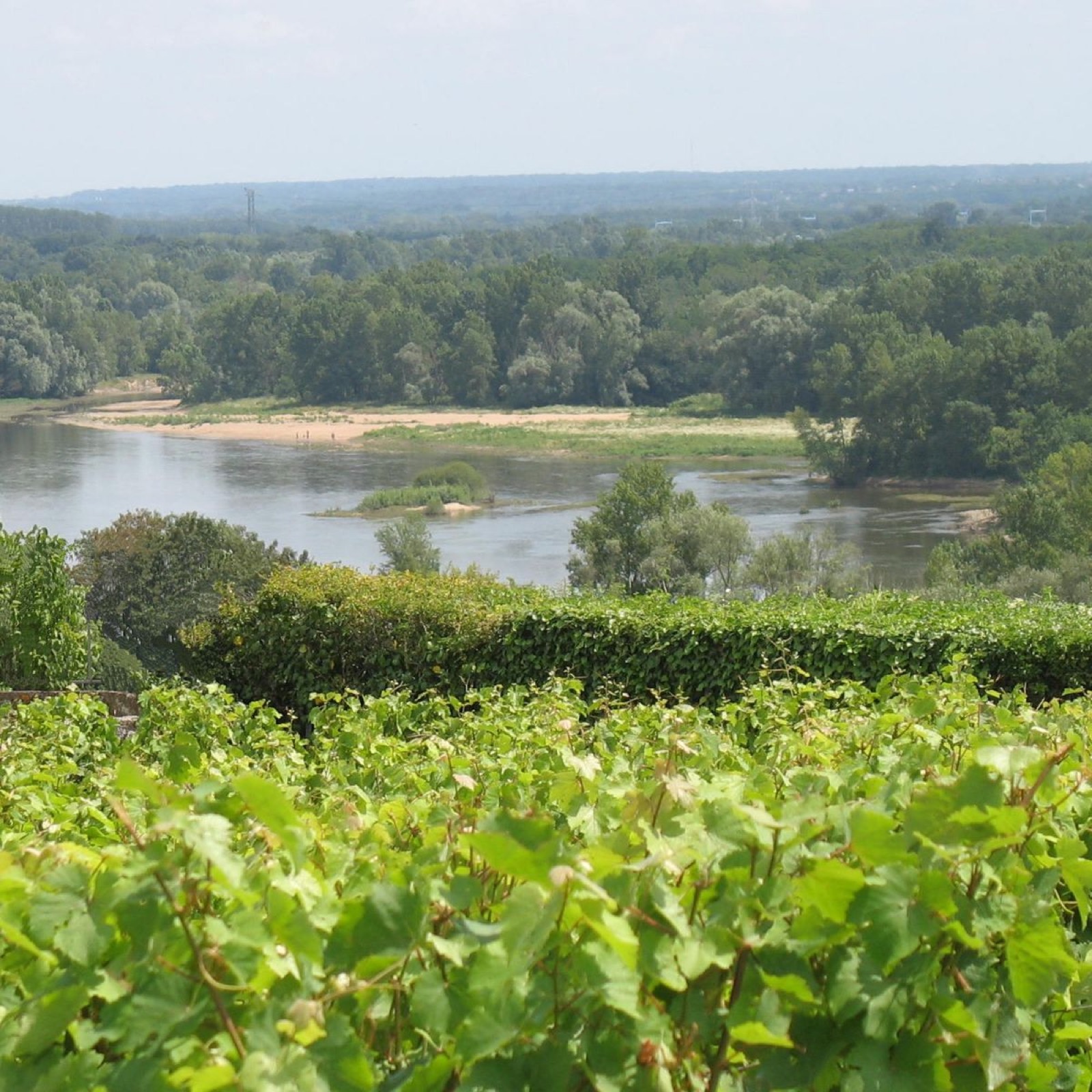 Chenin Blanc vines above the Loire river