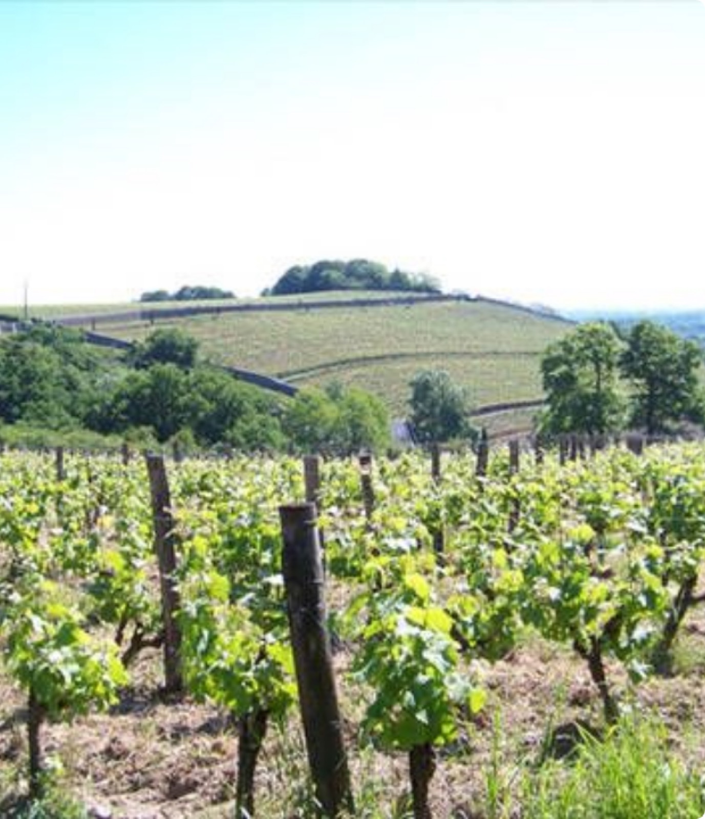Loire vineyard on a limestone slope