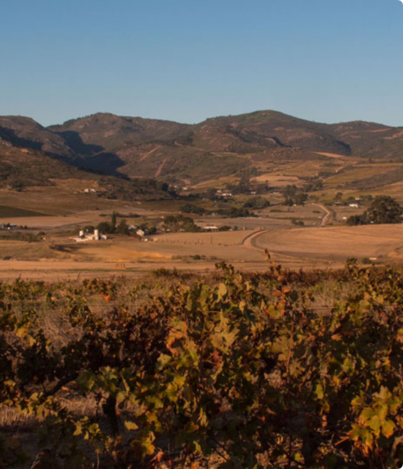 Swartland bush vines below dry hills at dusk